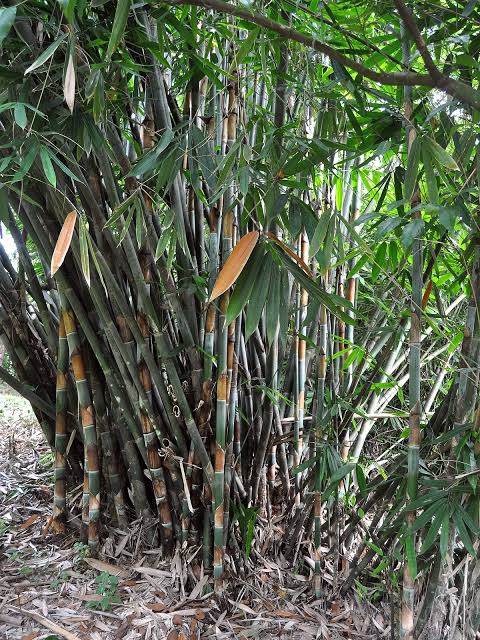 Media Tanam dari Tanah Perakaran Bambu